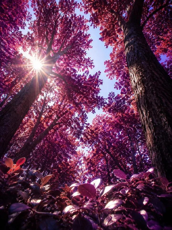 紫红叶林仰视星芒风景 AI 提示词